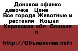 Донской сфинкс девочка › Цена ­ 15 000 - Все города Животные и растения » Кошки   . Кировская обл.,Сошени п.